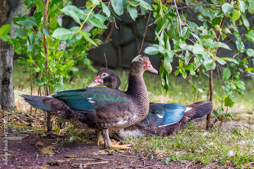 Black Muscat ducks in the garden near the trees_