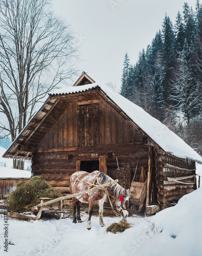 Mountaines winter local flavor. A horse near wooden hut in winter fores eat hay in the stall