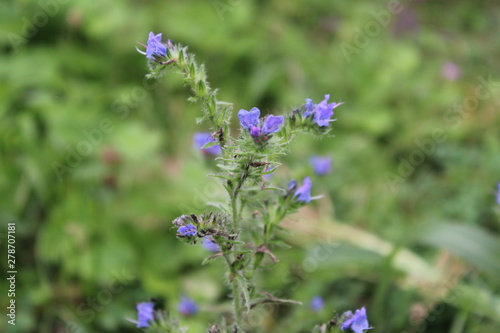 bee on a flower