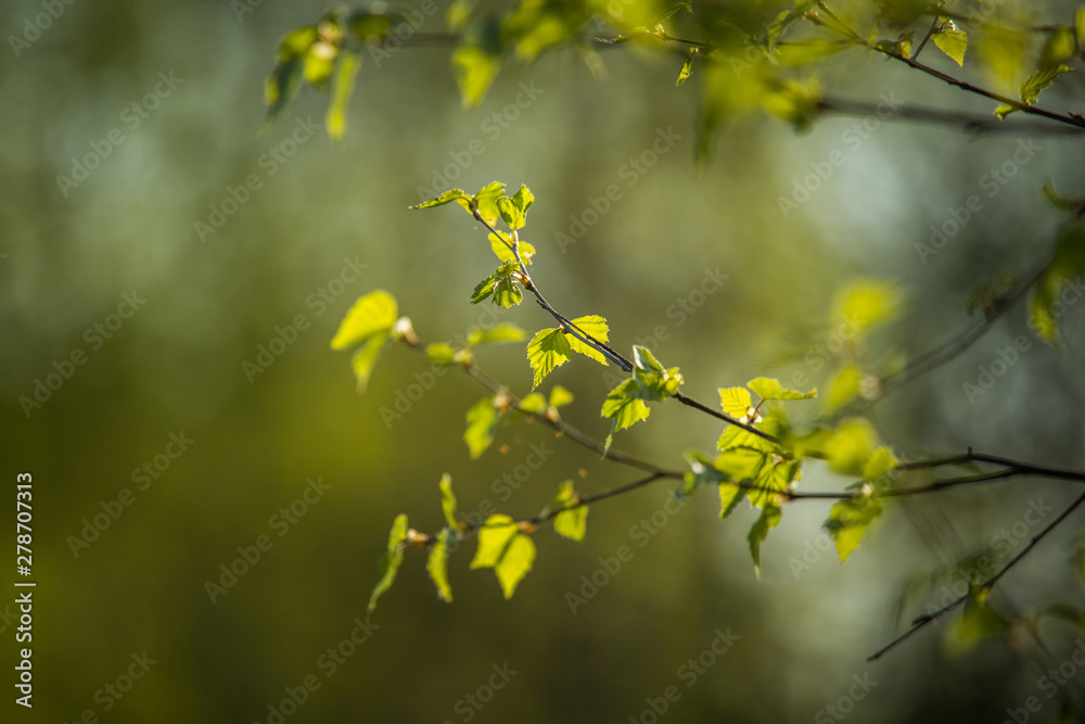 Beautiful, fresh birch tree leaves in spring. Sunny scenery of a nordic forest. Beautiful, fresh birch tree leaves in spring. Sunny scenery of a nordic forest.