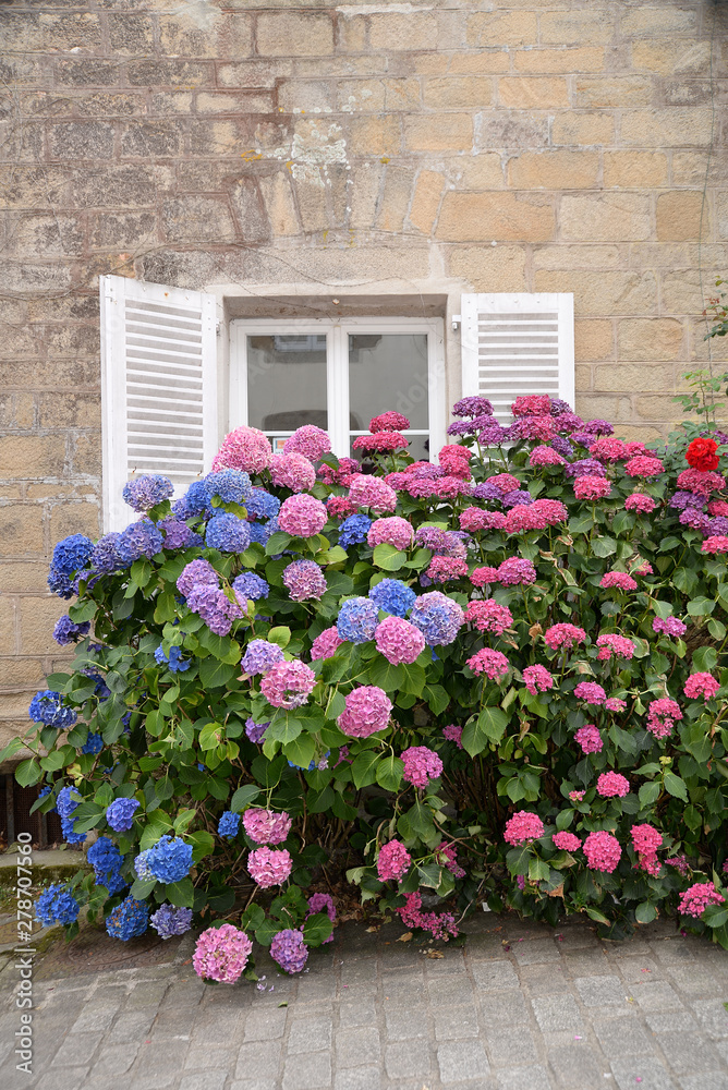 Naklejka premium Fenster mit Hortensien in der Bretagne