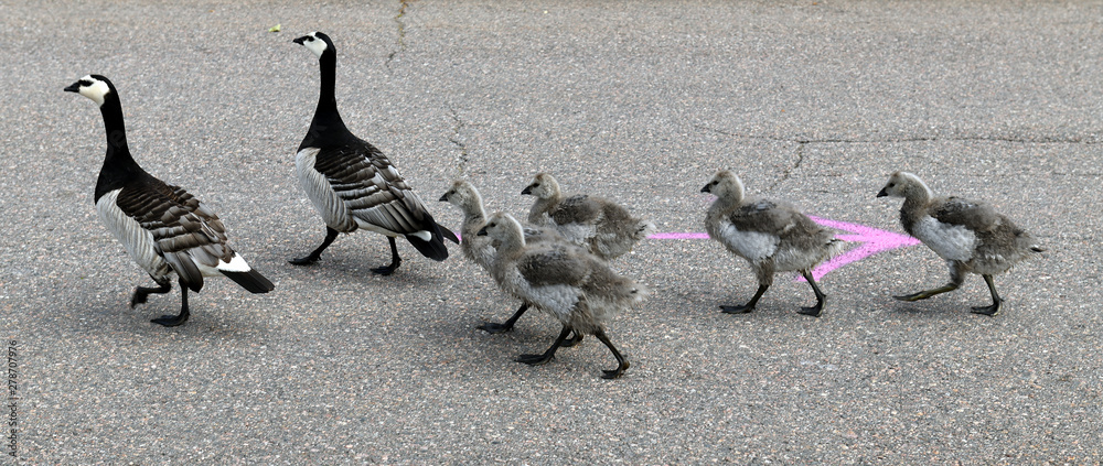 Fototapeta premium Family of Barnacle geese (Branta leucopsis) with chicks crossing road