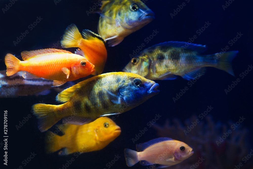 a group of bright and colorful lake Malawi cichlids in biotope aquarium, aggressive and healthy freshwater fish on dark background