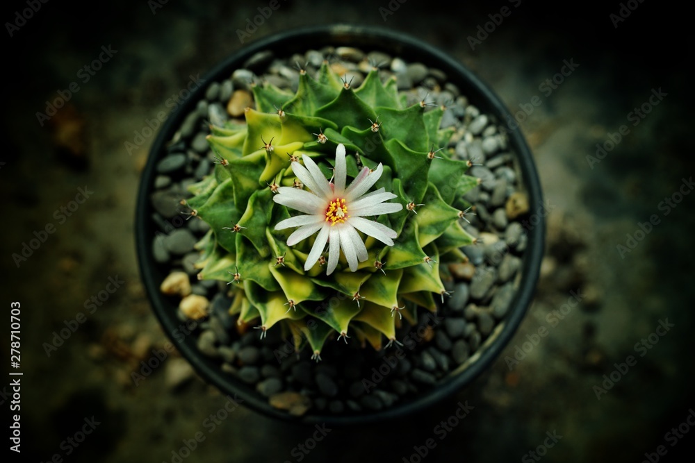 Still life photography of Variegated Cactus, Pot of cactus on table, succulent pot plant for decorative in house, shoot in studio, selective focus and free space for text. Park and garden concept.