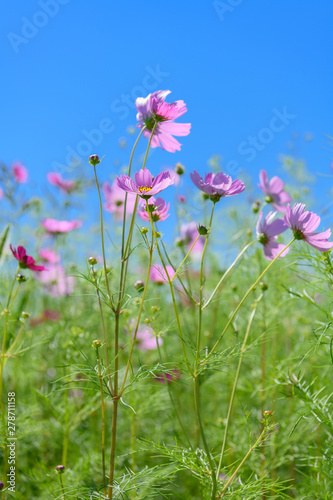 コスモスのお花畑