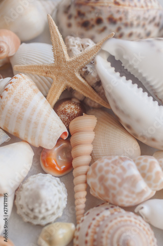 Seashell background with starfish. Many different colorful seashells and starfish piled together. Ocean life.