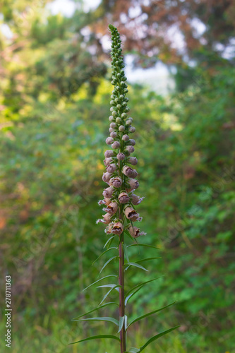 Digitalis lanata Macro Shut 