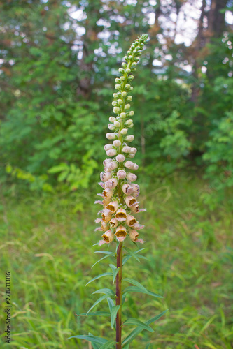 Digitalis lanata Macro Shut 