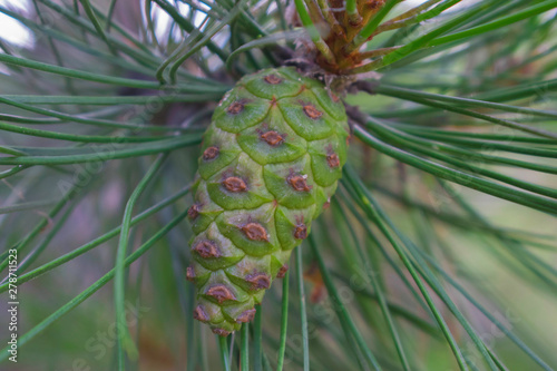 Green Pine Cone Macro Evergreen Tree 