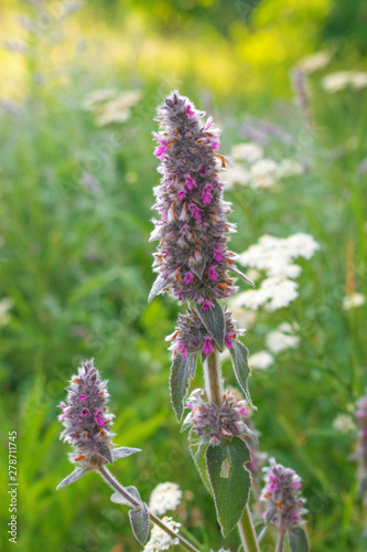Stachys Byzantina Flower Macro 