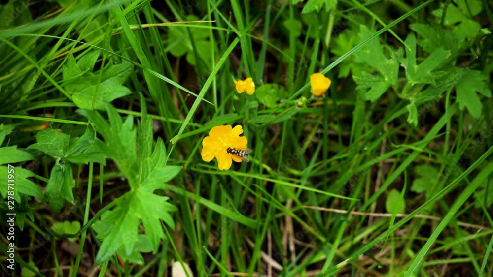 Striped hoverfly feeds on nectar from yellow buttercup flower Striped hoverfly feeds on nectar from yellow buttercup flower
