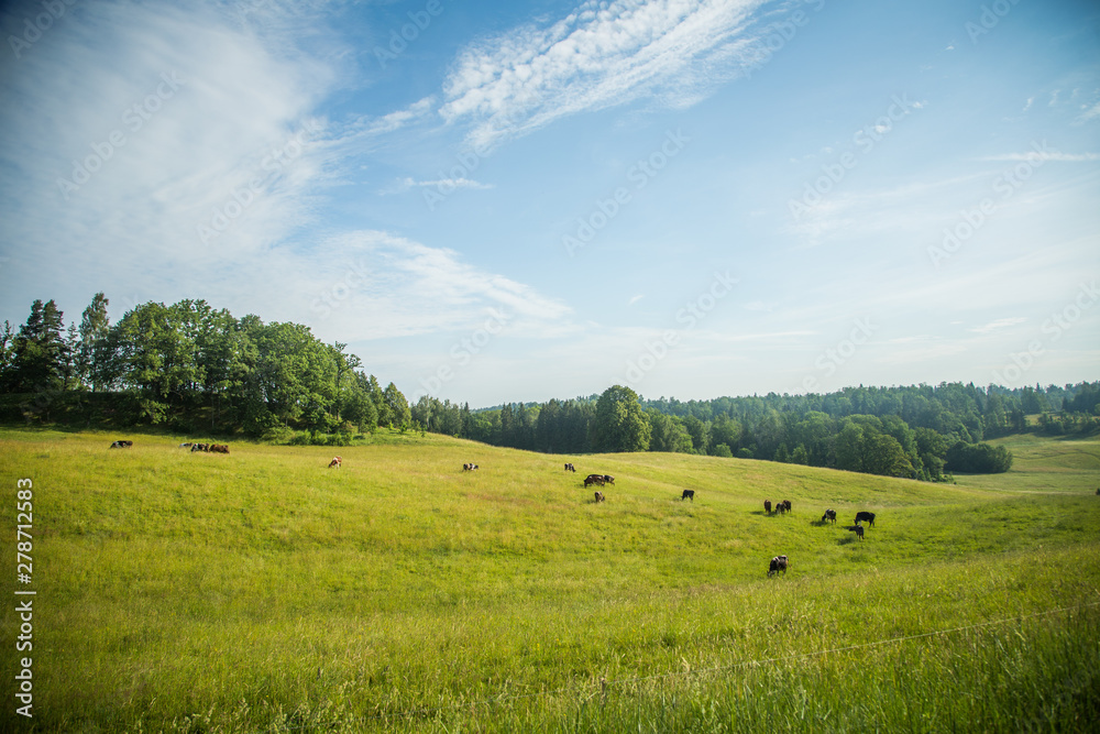 Cows grazing in the meadow in sunny summer day. Peaceful scenery of a farmland. Cows grazing in the meadow in sunny summer day. Peaceful scenery of a farmland.