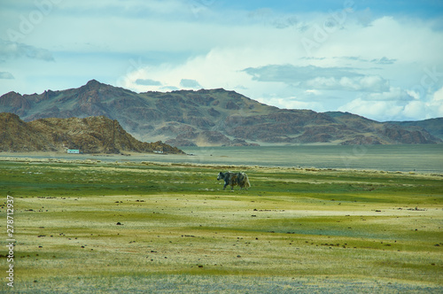 Natural landscape of grazing yak , Mongolia.