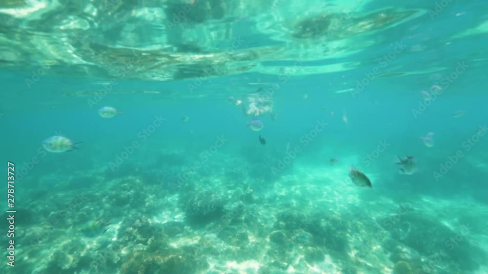 Underwater view young woman snorkeling in sea and photographing tropical fish. Girl swimming underwater with snorkel and watching tropical fish in transparent sea. Underwater view young woman snorkeling in sea and photographing tropical fish. Girl swimming underwater with snorkel and watching tropical fish in transparent sea.