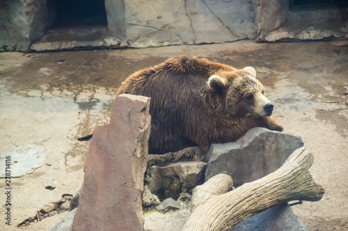  brown bear lying on a stone
