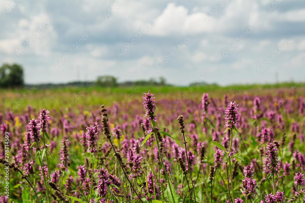 Nice summer flower field with trees and cloudy sky. Czech landscape, blured background