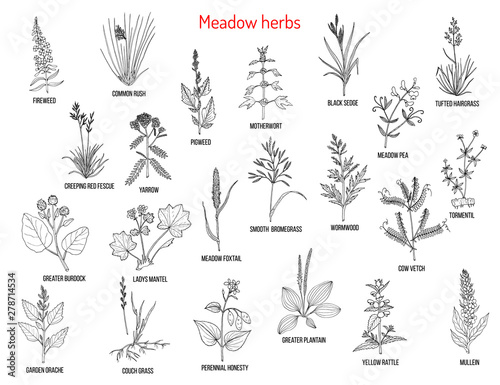 Wild meadow herbs and grasses