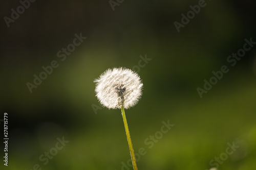 White  fluffy dandelion heads in the late spring. Flower seeds soon flying away.