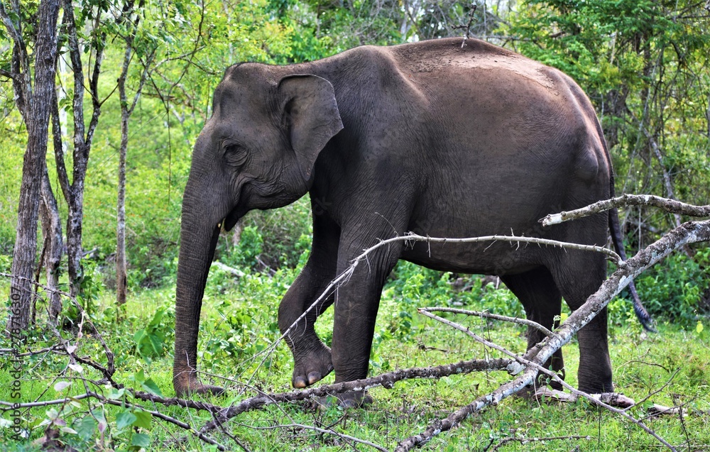 Obraz premium Elephant at Nagarhole Rajiv Gandhi National Park, Karnadaka, India