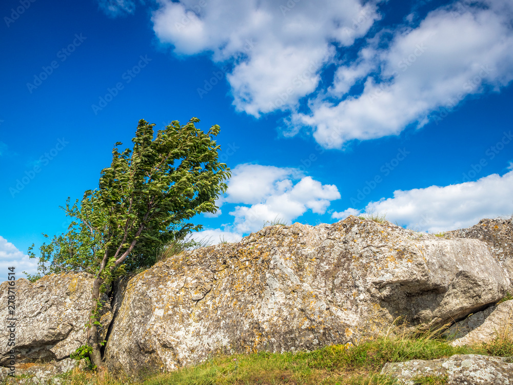 giant boulder with cherrytree in Burgenland Austria