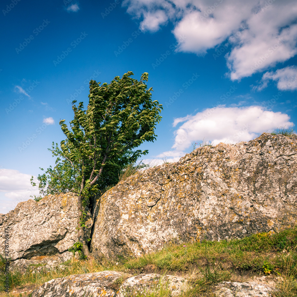 giant boulder with cherrytree in Burgenland Austria