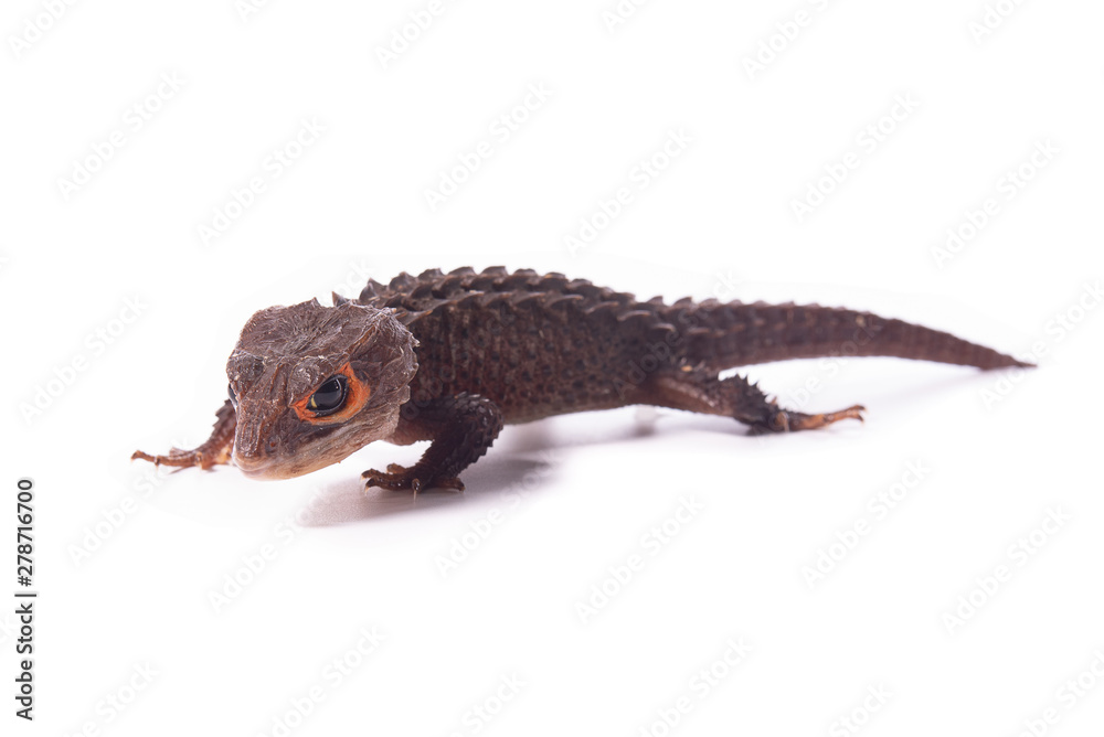 Naklejka premium animal wild