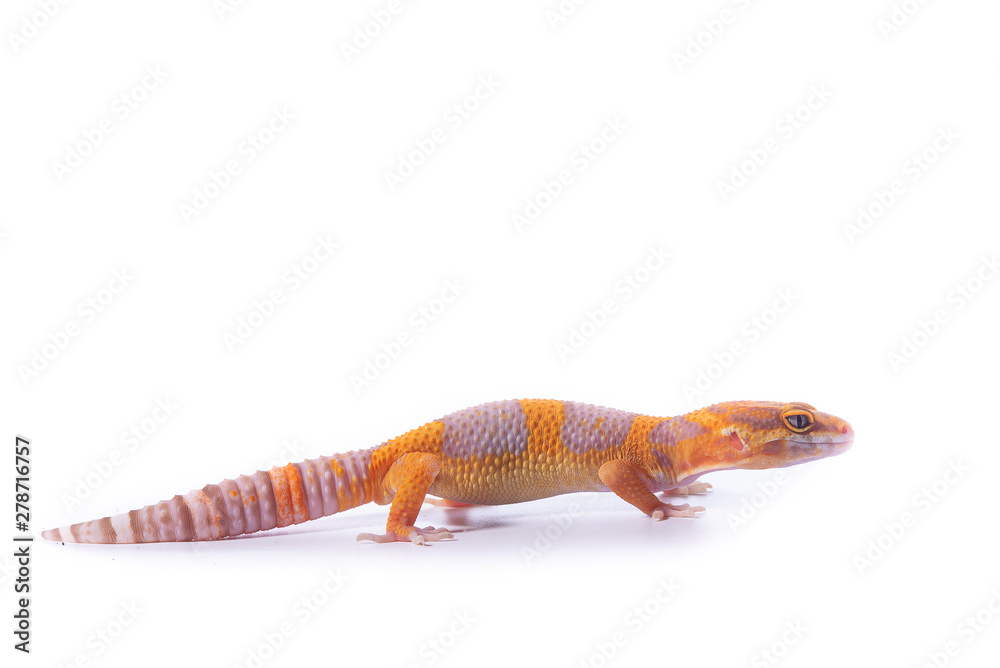Fototapeta premium animal wild