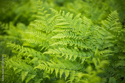 Beautiful  fresh  green fern leaves in the forest at spring. Green natural pattern.