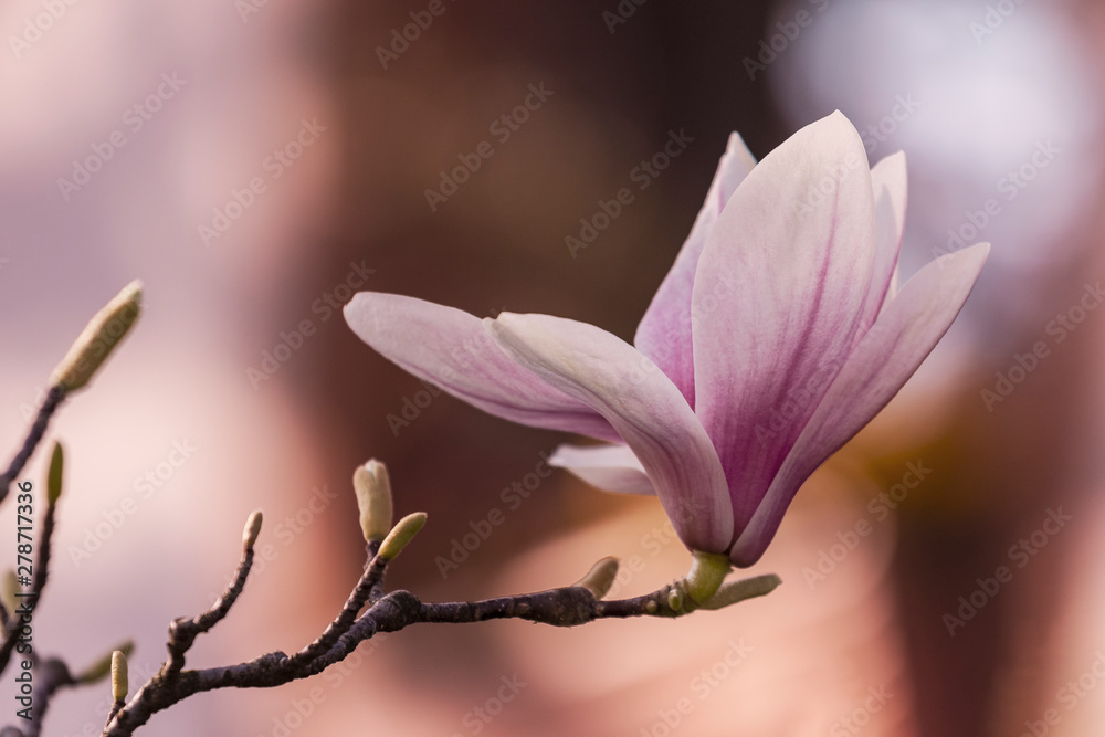 Fototapeta premium Rosa Magnolienblüte im Abendlicht