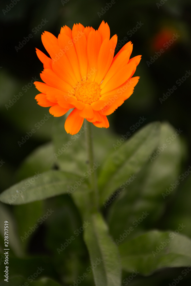 Orange flower of calendula healing on a blurred green background Orange flower of calendula healing on a blurred green background