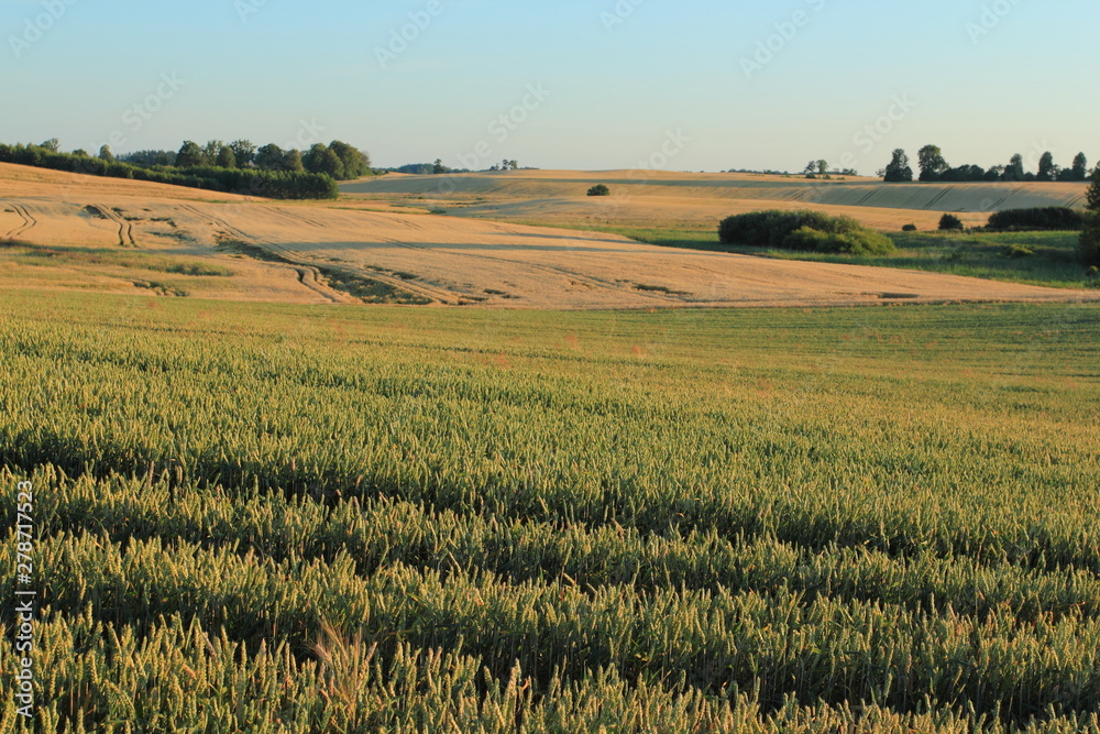 Wheat field. Countryside landscape in summer season in Poland