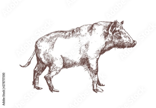 Wild boar, swine or pig hand drawn with contour lines on white background