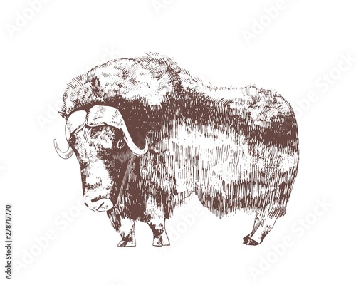 Muskox hand drawn with contour lines on white background