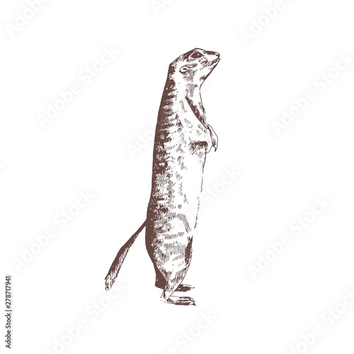 Ground squirrel hand drawn with contour lines on white background