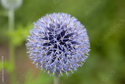 macro shot of ball head flower