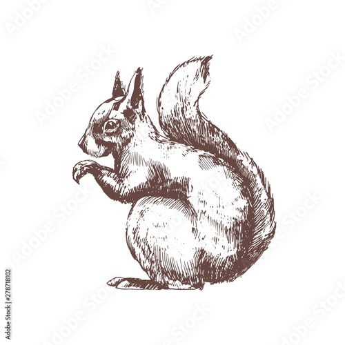 Tree squirrel hand drawn with contour lines on white background