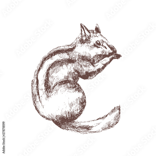 Chipmunk hand drawn with contour lines on white background