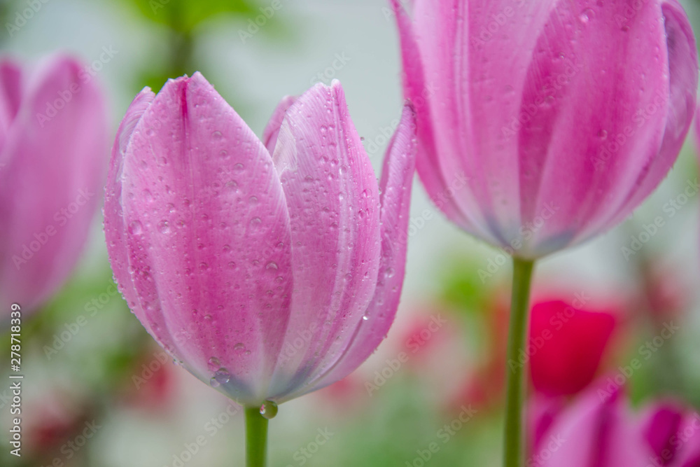 Close-up of beautiful pink tulips with water drops with blurred green background, spring wallpaper, tulips field, springtime blossom after rain Close-up of beautiful pink tulips with water drops with blurred green background, spring wallpaper, tulips field, springtime blossom after rain