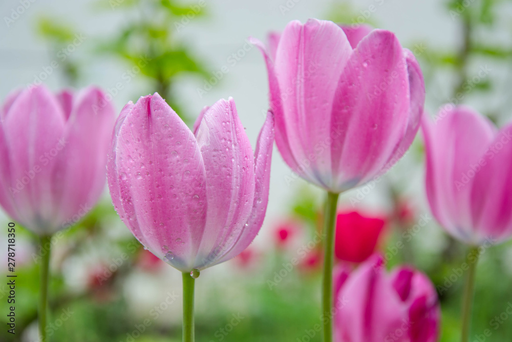 Close-up of beautiful pink tulips with water drops with blurred green background, spring wallpaper, tulips field, springtime blossom after rain Close-up of beautiful pink tulips with water drops with blurred green background, spring wallpaper, tulips field, springtime blossom after rain