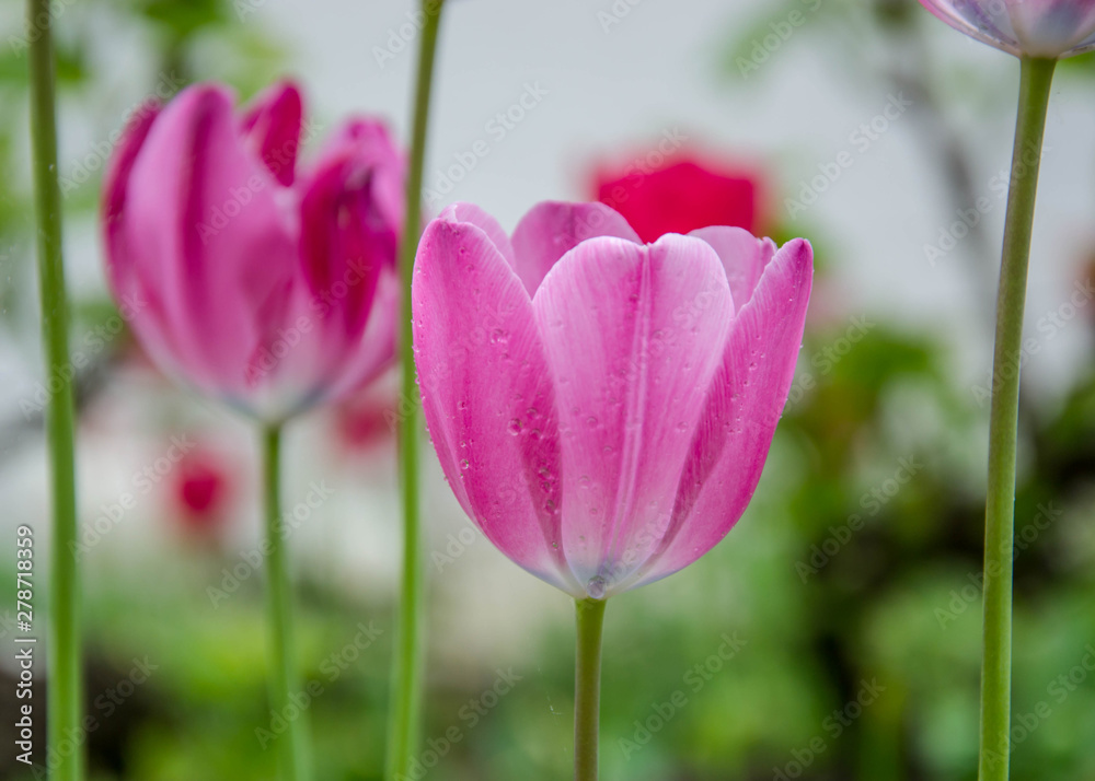 Close-up of beautiful pink tulips with water drops with blurred green background, spring wallpaper, tulips field, springtime blossom after rain Close-up of beautiful pink tulips with water drops with blurred green background, spring wallpaper, tulips field, springtime blossom after rain