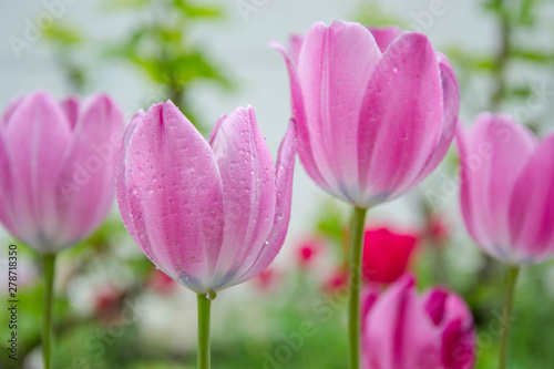 Close-up of beautiful pink tulips with water drops with blurred green background, spring wallpaper, tulips field, springtime blossom after rain