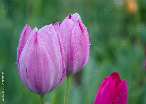 Close-up of beautiful pink tulips with water drops with blurred green background, spring wallpaper, tulips field, springtime blossom after rain