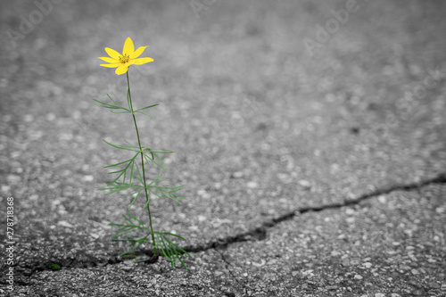 Blume auf Strasse © Thomas