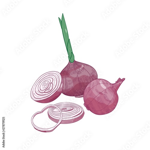 Elegant drawing of cut and whole red onion