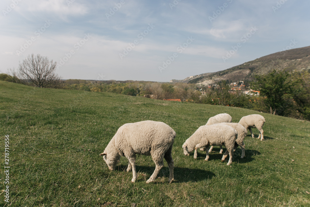 flock of sheep on green grass flock of sheep on green grass