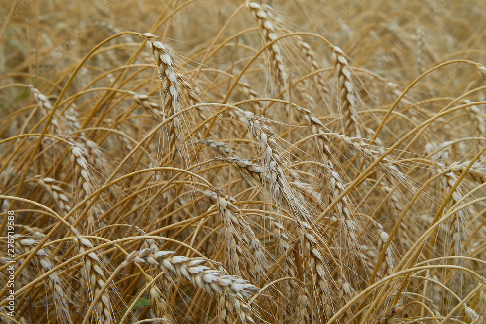 Summer field with ripe barley ears. Hordeum vulgare. Idyllic rural landscape with golden spikes in cornfield. Agriculture, farming, harvesting. Common Barley plant Summer field with ripe barley ears. Hordeum vulgare. Idyllic rural landscape with golden spikes in cornfield. Agriculture, farming, harvesting. Common Barley plant