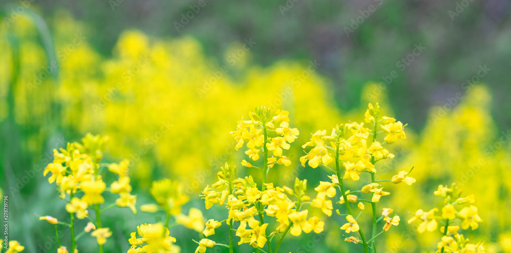 Bushes of yellow flowers of Rapeseed Brassica rapa closeup. meadow with yellow flowers.