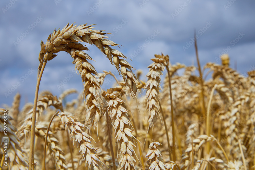 Wheat field. Ears of golden wheat close up. Beautiful Landscape. Rural Scenery early in the morning. Background of ripe ears of wheat field. Rich harvest Concept. Copy space. Wheat field. Ears of golden wheat close up. Beautiful Landscape. Rural Scenery early in the morning. Background of ripe ears of wheat field. Rich harvest Concept. Copy space.