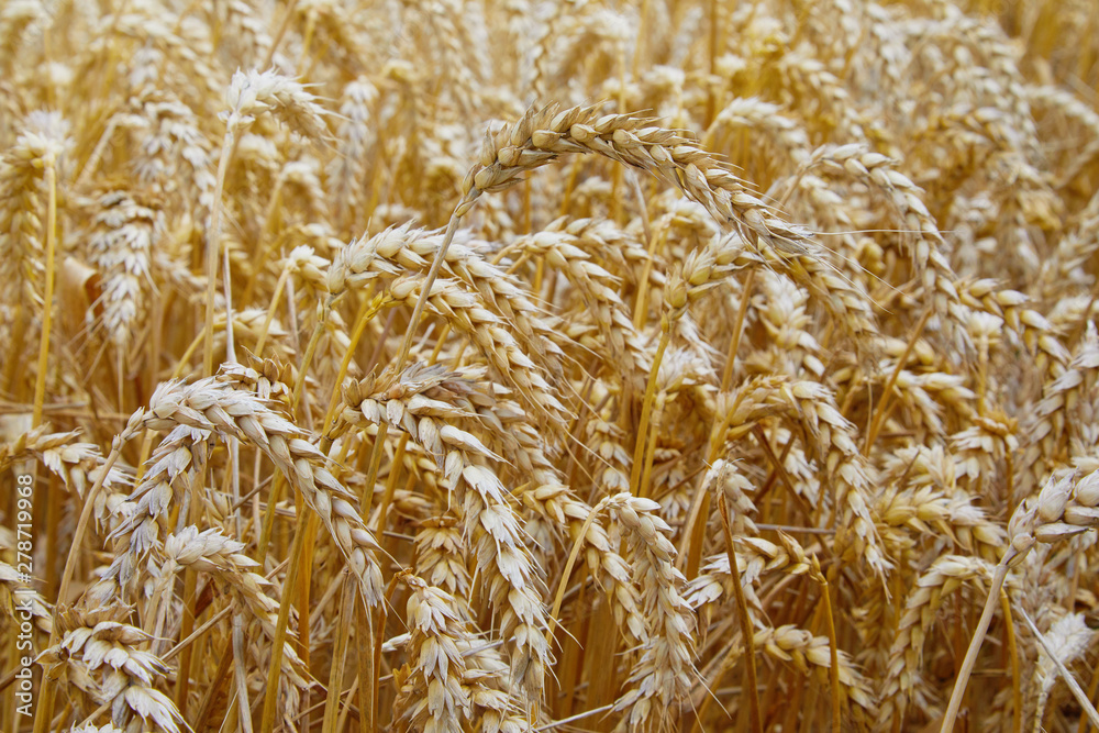 Wheat field. Ears of golden wheat close up. Beautiful Landscape. Rural Scenery early in the morning. Background of ripe ears of wheat field. Rich harvest Concept. Copy space. Wheat field. Ears of golden wheat close up. Beautiful Landscape. Rural Scenery early in the morning. Background of ripe ears of wheat field. Rich harvest Concept. Copy space.