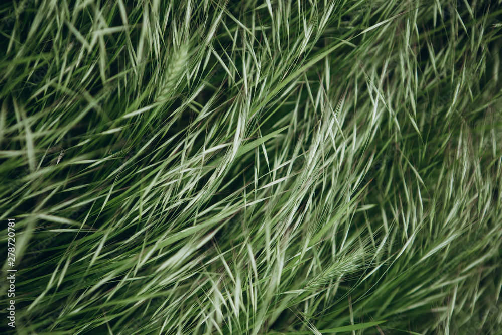 Close picture of the green grass that came along and leaned from a strong wind before a thunderstorm Close picture of the green grass that came along and leaned from a strong wind before a thunderstorm